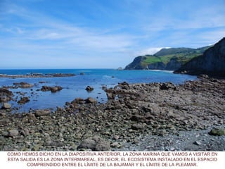 COMO HEMOS DICHO EN LA DIAPOSITIVA ANTERIOR, LA ZONA MARINA QUE VAMOS A VISITAR EN
ESTA SALIDA ES LA ZONA INTERMAREAL, ES DECIR, EL ECOSISTEMA INSTALADO EN EL ESPACIO
COMPRENDIDO ENTRE EL LÍMITE DE LA BAJAMAR Y EL LÍMITE DE LA PLEAMAR.
 