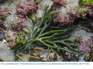 EN LUGARES MUY CONCRETOS EL SUSTRATO ES ARENOSO O DE MATERIAL MUY FINO.
 