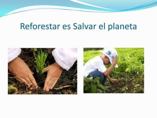 Reforestar es Salvar el planeta
 