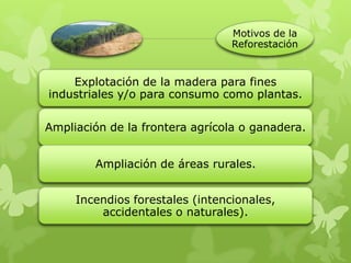 Motivos de la
Reforestación
Explotación de la madera para fines
industriales y/o para consumo como plantas.
Ampliación de la frontera agrícola o ganadera.
Ampliación de áreas rurales.
Incendios forestales (intencionales,
accidentales o naturales).
 