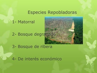 Especies Repobladoras
1- Matorral
2- Bosque degradado
3- Bosque de ribera
4- De interés económico
 