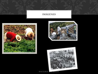 IMÁGENES
P A U L I N A P A C H E C O
 