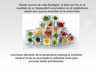 Desde el punto de vista fisiológico, el daño por frío es el
resultado de un desequilibrio acumulativo en el metabolismo
celular pero que es reversible en la primer fase.

Una breve elevación de la temperatura restituye la condición
inicial si no se ha acumulado lo suficiente como para
provocar daños permanentes.

 