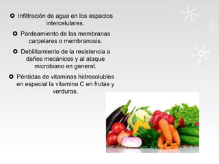  Infiltración de agua en los espacios
intercelulares.
 Pardeamiento de las membranas
carpelares o membranosis.

 Debilitamiento de la resistencia a
daños mecánicos y al ataque
microbiano en general.
 Pérdidas de vitaminas hidrosolubles
en especial la vitamina C en frutas y
verduras.

 