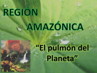 REGIÓN AMAZÓNICA “El pulmón del Planeta” 