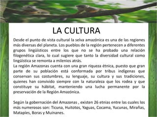 LA CULTURADesde el punto de vista cultural la selva amazónica es una de las regiones más diversas del planeta. Los pueblos de la región pertenecen a diferentes grupos lingüísticos entre los que no se ha probado una relación filogenética clara, lo cual sugiere que tanto la diversidad cultural como lingüística se remonta a milenios atrás.La región Amazonas cuenta con una gran riqueza étnica, puesto que gran parte de su población está conformada por tribus indígenas que conservan sus costumbres, su lenguaje, su cultura y sus tradiciones, quienes han convivido siempre con la naturaleza que los rodea y que constituye su hábitat, manteniendo una lucha permanente por la preservación de la Región Amazónica.Según la gobernación del Amazonas , existen 26 etnias entre las cuales los más numerosos son: Ticuna, Huitotos, Yaguas, Cocama, Yucunas, Mirañas, Matapíes, Boras y Muinanes.