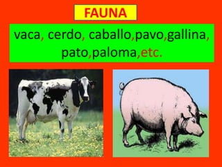 FAUNA
vaca, cerdo, caballo,pavo,gallina,
pato,paloma,etc.
 
