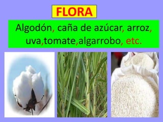 FLORA
Algodón, caña de azúcar, arroz,
uva,tomate,algarrobo, etc.
 