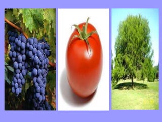 La región costa 1º