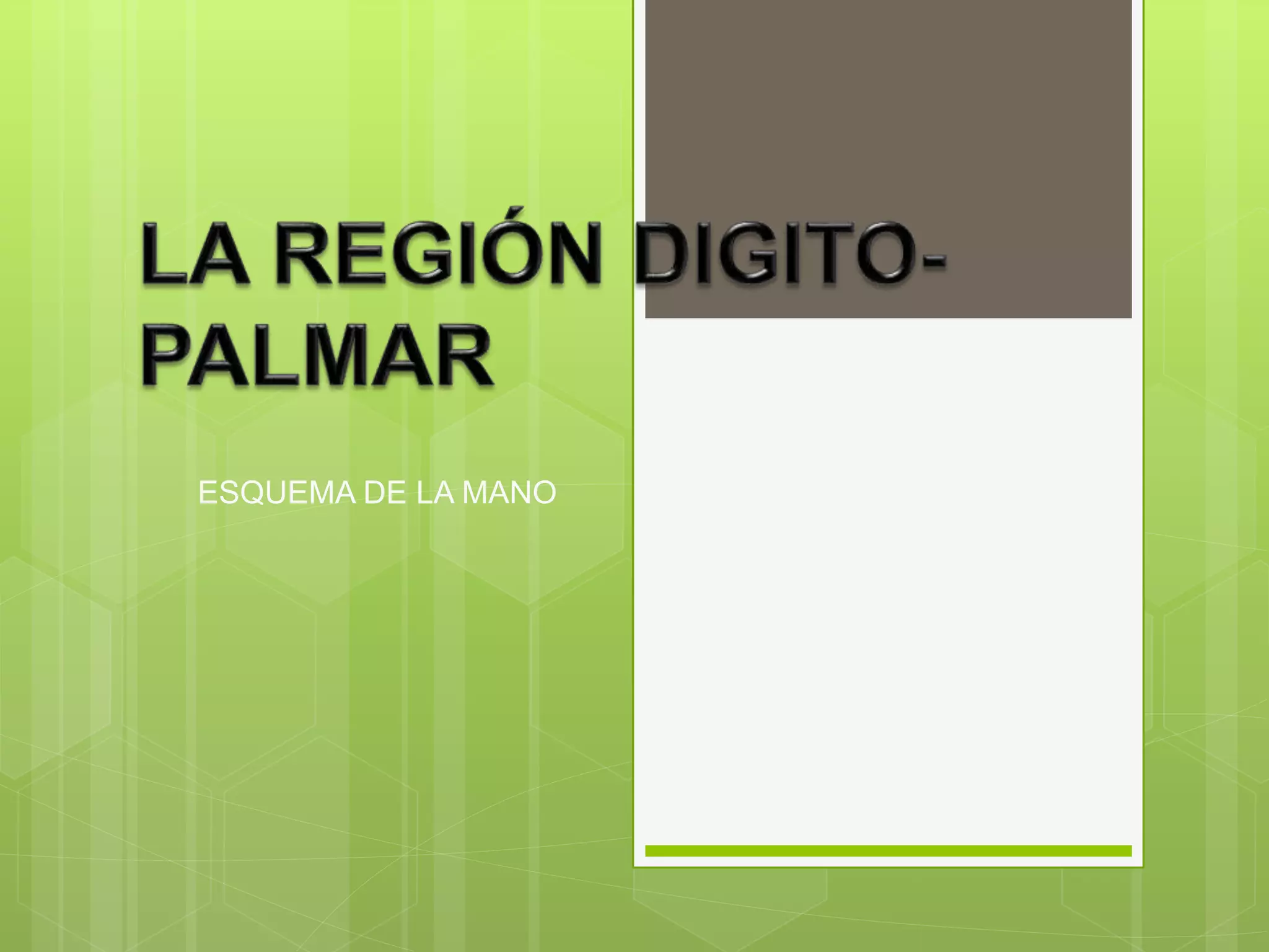 La región digito palmar | PPTX