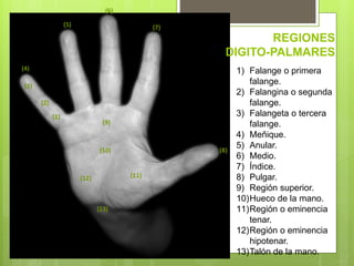 La región digito palmar | PPTX