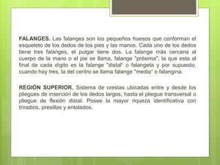 La región digito palmar | PPTX