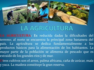 LA AGRICULTURA: Es reducida dadas la dificultades del
terreno; al norte se encuentra la principal zona bananera del
país. La agricultura se dedica fundamentalmente a los
productos básicos para la alimentación de los habitantes. La
mayor parte de la población se alimenta de pescado que es
extraído de los grandes ríos y de mar.
Otros cultivos son el arroz, palma africana, caña de azúcar, maíz
y yuca. La madera constituye la gran reserva.
 