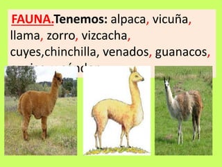 FAUNA.Tenemos: alpaca, vicuña,
llama, zorro, vizcacha,
cuyes,chinchilla, venados, guanacos,
ovejas y cóndor.
 