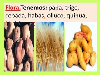 Flora.Tenemos: papa, trigo,
cebada, habas, olluco, quinua,
kiwicha,etc.
 