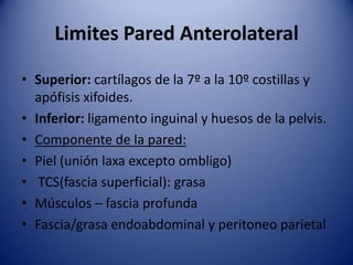 Limites Pared Anterolateral
• Superior: cartílagos de la 7º a la 10º costillas y
apófisis xifoides.
• Inferior: ligamento inguinal y huesos de la pelvis.
• Componente de la pared:
• Piel (unión laxa excepto ombligo)
• TCS(fascia superficial): grasa
• Músculos – fascia profunda
• Fascia/grasa endoabdominal y peritoneo parietal
 