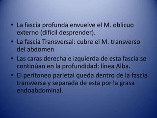 • La fascia profunda envuelve el M. oblicuo
externo (difícil desprender).
• La fascia Transversal: cubre el M. transverso
del abdomen
• Las caras derecha e izquierda de esta fascia se
continúan en la profundidad: línea Alba.
• El peritoneo parietal queda dentro de la fascia
transversa y separada de esta por la grasa
endoabdominal.
 