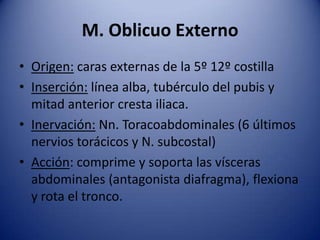 M. Oblicuo Externo
• Origen: caras externas de la 5º 12º costilla
• Inserción: línea alba, tubérculo del pubis y
mitad anterior cresta iliaca.
• Inervación: Nn. Toracoabdominales (6 últimos
nervios torácicos y N. subcostal)
• Acción: comprime y soporta las vísceras
abdominales (antagonista diafragma), flexiona
y rota el tronco.
 