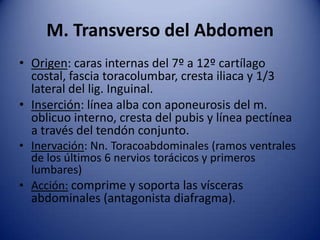 M. Transverso del Abdomen
• Origen: caras internas del 7º a 12º cartílago
costal, fascia toracolumbar, cresta iliaca y 1/3
lateral del lig. Inguinal.
• Inserción: línea alba con aponeurosis del m.
oblicuo interno, cresta del pubis y línea pectínea
a través del tendón conjunto.
• Inervación: Nn. Toracoabdominales (ramos ventrales
de los últimos 6 nervios torácicos y primeros
lumbares)
• Acción: comprime y soporta las vísceras
abdominales (antagonista diafragma).
 