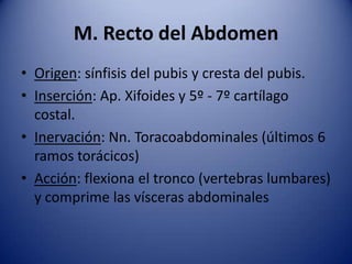 M. Recto del Abdomen
• Origen: sínfisis del pubis y cresta del pubis.
• Inserción: Ap. Xifoides y 5º - 7º cartílago
costal.
• Inervación: Nn. Toracoabdominales (últimos 6
ramos torácicos)
• Acción: flexiona el tronco (vertebras lumbares)
y comprime las vísceras abdominales
 