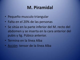 M. Piramidal
• Pequeño musculo triangular
• Falta en el 20% de las personas
• Se sitúa en la parte inferior del M. recto del
abdomen y se inserta en la cara anterior del
pubis y lig. Púbico anterior.
• Termina en la línea Alba
• Acción: tensor de la línea Alba
 