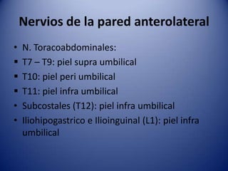 Nervios de la pared anterolateral
• N. Toracoabdominales:
 T7 – T9: piel supra umbilical
 T10: piel peri umbilical
 T11: piel infra umbilical
• Subcostales (T12): piel infra umbilical
• Iliohipogastrico e Ilioinguinal (L1): piel infra
umbilical
 