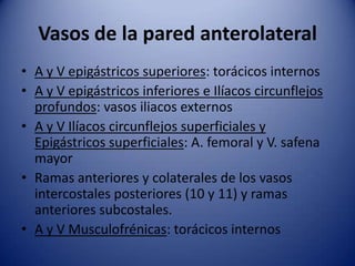Vasos de la pared anterolateral
• A y V epigástricos superiores: torácicos internos
• A y V epigástricos inferiores e Ilíacos circunflejos
profundos: vasos iliacos externos
• A y V Ilíacos circunflejos superficiales y
Epigástricos superficiales: A. femoral y V. safena
mayor
• Ramas anteriores y colaterales de los vasos
intercostales posteriores (10 y 11) y ramas
anteriores subcostales.
• A y V Musculofrénicas: torácicos internos
 