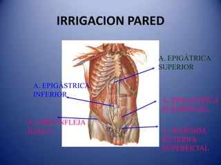 IRRIGACION PARED
A. EPIGASTRICA
SUPERFICIAL
A. EPIGÁSTRICA
INFERIOR
A. CIRCUNFLEJA
ILIACA
A. EPIGÁTRICA
SUPERIOR
A. PUDENDA
EXTERNA
SUPERFICIAL
 