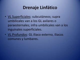 Drenaje Linfático
• VL Superficiales: subcutáneos; supra
umbilicales van a los GL axilares o
paraesternales; infra umbilicales van a los
inguinales superficiales.
• VL Profundos: GL iliaco externo, iliacos
comunes y lumbares.
 
