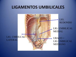 LIGAMENTOS UMBILICALES
URACO =
LIG UMBILICAL
MEDIANO
LIG.
REDONDO
LIG. UMBILICAL
MEDIAL
LIG. UMBILCAL
LATERAL
 
