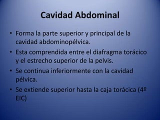 Cavidad Abdominal
• Forma la parte superior y principal de la
cavidad abdominopélvica.
• Esta comprendida entre el diafragma torácico
y el estrecho superior de la pelvis.
• Se continua inferiormente con la cavidad
pélvica.
• Se extiende superior hasta la caja torácica (4º
EIC)
 
