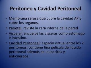 Peritoneo y Cavidad Peritoneal
• Membrana serosa que cubre la cavidad AP y
cubre los órganos.
• Parietal: reviste la cara interna de la pared
• Visceral: envuelve las vísceras como estomago
e intestino.
• Cavidad Peritoneal: espacio virtual entre los 2
peritoneos, contiene fina película de liquido
peritoneal además de leucocitos y
anticuerpos.
 