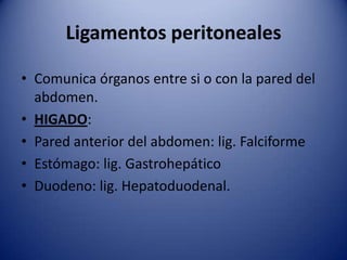 Ligamentos peritoneales
• Comunica órganos entre si o con la pared del
abdomen.
• HIGADO:
• Pared anterior del abdomen: lig. Falciforme
• Estómago: lig. Gastrohepático
• Duodeno: lig. Hepatoduodenal.
 