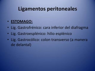 Ligamentos peritoneales
• ESTOMAGO:
• Lig. Gastrofrénico: cara inferior del diafragma
• Lig. Gastroesplénico: hilio esplénico
• Lig. Gastrocólico: colon transverso (a manera
de delantal)
 