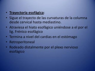 • Trayectoria esofágica:
• Sigue el trayecto de las curvaturas de la columna
desde cervical hasta mediastino.
• Atraviesa el hiato esofágico uniéndose a el por el
lig. Frénico esofágico
• Termina a nivel del cardias en el estómago
• Retroperitoneal
• Rodeado distalmente por el plexo nervioso
esofágico
 