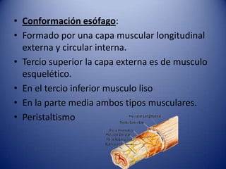 • Conformación esófago:
• Formado por una capa muscular longitudinal
externa y circular interna.
• Tercio superior la capa externa es de musculo
esquelético.
• En el tercio inferior musculo liso
• En la parte media ambos tipos musculares.
• Peristaltismo
 