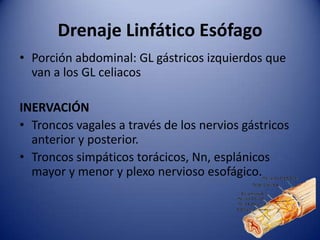 Drenaje Linfático Esófago
• Porción abdominal: GL gástricos izquierdos que
van a los GL celiacos
INERVACIÓN
• Troncos vagales a través de los nervios gástricos
anterior y posterior.
• Troncos simpáticos torácicos, Nn, esplánicos
mayor y menor y plexo nervioso esofágico.
 