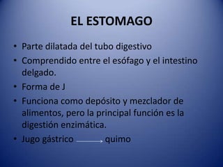 EL ESTOMAGO
• Parte dilatada del tubo digestivo
• Comprendido entre el esófago y el intestino
delgado.
• Forma de J
• Funciona como depósito y mezclador de
alimentos, pero la principal función es la
digestión enzimática.
• Jugo gástrico quimo
 