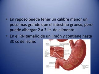 • En reposo puede tener un calibre menor un
poco mas grande que el intestino grueso, pero
puede albergar 2 a 3 lit. de alimento.
• En el RN tamaño de un limón y contiene hasta
30 cc de leche.
 