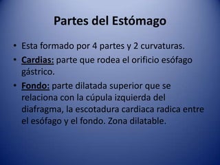 Partes del Estómago
• Esta formado por 4 partes y 2 curvaturas.
• Cardias: parte que rodea el orificio esófago
gástrico.
• Fondo: parte dilatada superior que se
relaciona con la cúpula izquierda del
diafragma, la escotadura cardiaca radica entre
el esófago y el fondo. Zona dilatable.
 