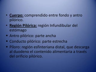 • Cuerpo: comprendido entre fondo y antro
pilórico.
• Región Pilórica: región Infundibular del
estómago
 Antro pilórico: parte ancha
 Conducto pilórico: parte estrecha
 Píloro: región esfinteriana distal, que descarga
al duodeno el contenido alimentaria a través
del orificio pilórico.
 