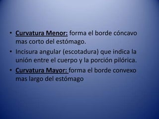 • Curvatura Menor: forma el borde cóncavo
mas corto del estómago.
• Incisura angular (escotadura) que indica la
unión entre el cuerpo y la porción pilórica.
• Curvatura Mayor: forma el borde convexo
mas largo del estómago
 