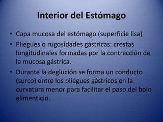 Interior del Estómago
• Capa mucosa del estómago (superficie lisa)
• Pliegues o rugosidades gástricas: crestas
longitudinales formadas por la contracción de
la mucosa gástrica.
• Durante la deglución se forma un conducto
(surco) entre los pliegues gástricos en la
curvatura menor para facilitar el paso del bolo
alimenticio.
 