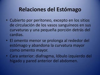 Relaciones del Estómago
• Cubierto por peritoneo, excepto en los sitios
de circulación de los vasos sanguíneos en sus
curvaturas y una pequeña porción detrás del
cardias.
• El omento menor se prolonga al rededor del
estómago y abandona la curvatura mayor
como omento mayor.
• Cara anterior: diafragma, lóbulo izquierdo del
hígado y pared anterior del abdomen.
 