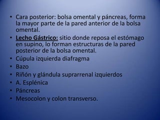 • Cara posterior: bolsa omental y páncreas, forma
la mayor parte de la pared anterior de la bolsa
omental.
• Lecho Gástrico: sitio donde reposa el estómago
en supino, lo forman estructuras de la pared
posterior de la bolsa omental.
• Cúpula izquierda diafragma
• Bazo
• Riñón y glándula suprarrenal izquierdos
• A. Esplénica
• Páncreas
• Mesocolon y colon transverso.
 