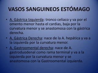 VASOS SANGUINEOS ESTÓMAGO
• A. Gástrica Izquierda: tronco celiaco y va por el
omento menor hasta el cardias, baja por la
curvatura menor y se anastomosa con la gástrica
derecha.
• A. Gástrica Derecha: nace de la A. hepática y va a
la izquierda por la curvatura menor.
• A. Gastroomental derecha: nace de A.
gastroduodenal como rama terminal y va a la
izquierda por la curvatura menor y se
anastomosa con la Gastroomental izquierda.
 