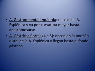 • A. Gastroomental Izquierda: nace de la A.
Esplénica y va por curvatura mayor hasta
anastomosarse.
• A. Gástricas Cortas (4 a 5): nacen en la porción
distal de la A. Esplénica y llegan hasta el fondo
gástrico.
 