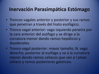 Inervación Parasimpática Estómago
• Troncos vagales anterior y posterior y sus ramos
que penetran a través del hiato esofágico.
• Tronco vagal anterior: vago izquierdo penetra por
la cara anterior del esófago y se dirige a la
curvatura menor dando ramos hepáticos y
duodenales.
• Tronco vagal posterior: mayor tamaño, N. vago
derecho, posterior al esófago y va a la curvatura
menor dando ramos celiacos que van a l plexo
celiaco y ramos posteriores gástricos.
 