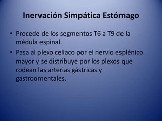 Inervación Simpática Estómago
• Procede de los segmentos T6 a T9 de la
médula espinal.
• Pasa al plexo celiaco por el nervio esplénico
mayor y se distribuye por los plexos que
rodean las arterias gástricas y
gastroomentales.
 