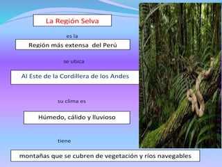 es la
se ubica
su clima es
tiene
La Región Selva
Al Este de la Cordillera de los Andes
Región más extensa del Perú
Húmedo, cálido y lluvioso
montañas que se cubren de vegetación y ríos navegables
 